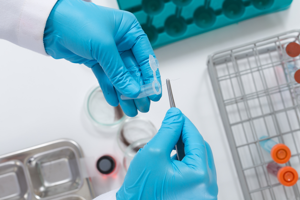 Scientist checks the DNA from the hair in the lab