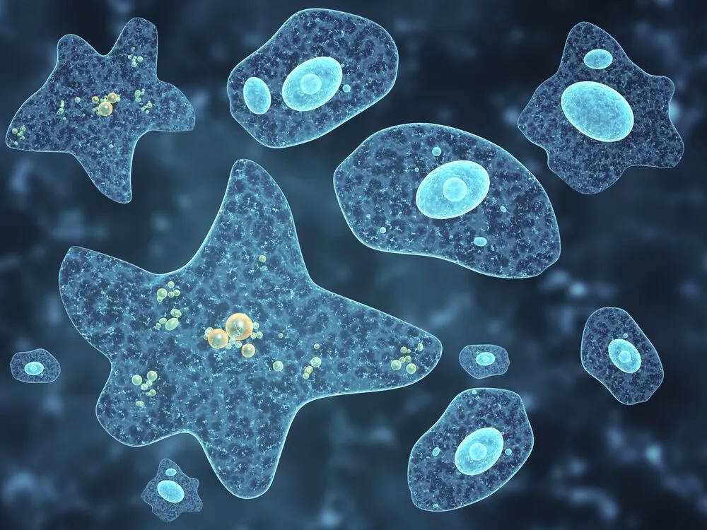Amoeba Listed as Cause of Death