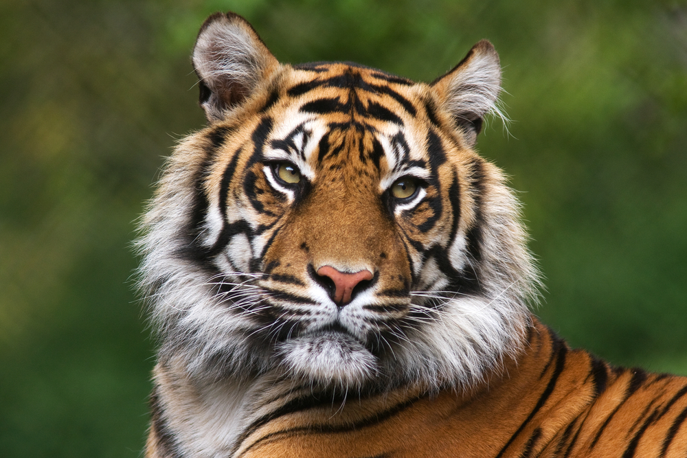 portrait of a bengal tiger