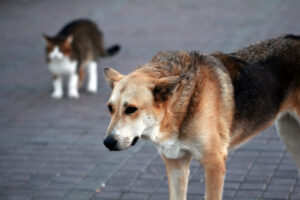 Does Georgia Have a One-Bite Rule in Dog Bite Cases?