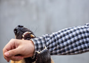 How Common Are Dog Bites in Georgia?