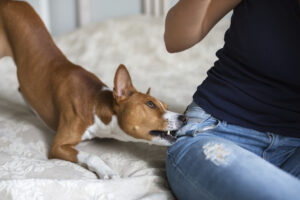 What Should You Do After a Dog Bite Attack in College Park?